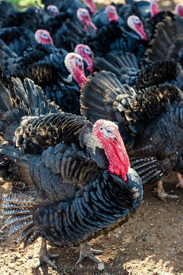 Turkeys